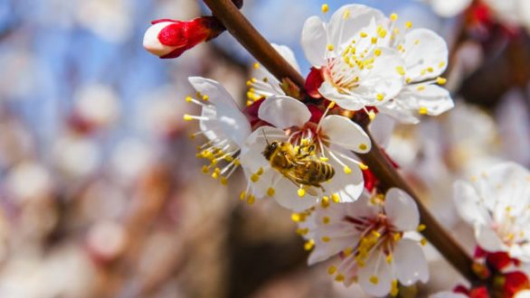 Gjør en livsviktig jobb. De lever av pollen og nektar.