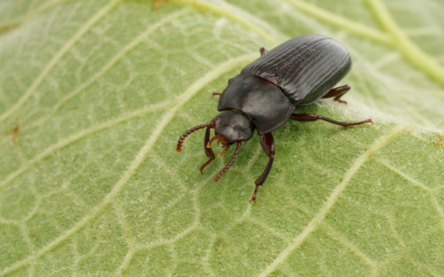 Billene er 4-6 cm lange og de har en glinsende mørkebrun farge.