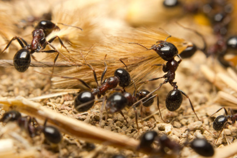 Arbeiderne til svart jordmaur er 3-5 mm lange og forekommer vanligvis i stort antall.