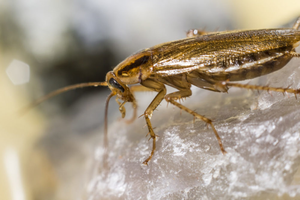 Voksne individer er lysebrune til brungule av farge og ca. 1,0-1,6 cm lange.