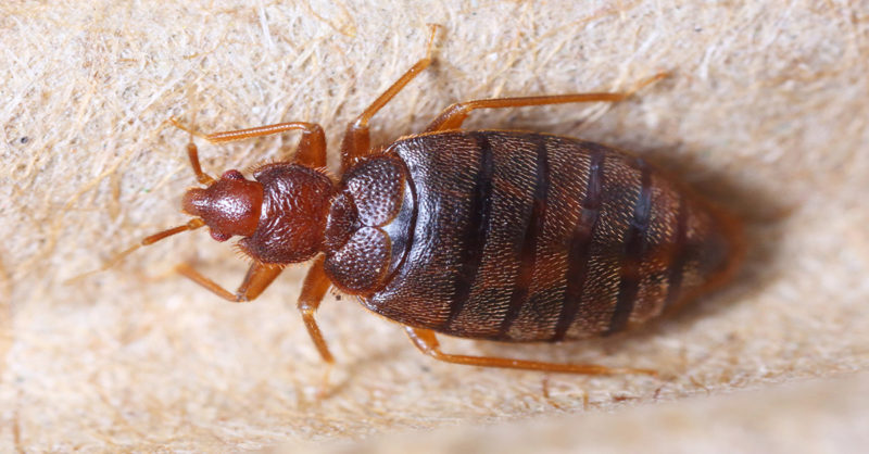 Bed Bugs Norge () Bed Bugs Norge