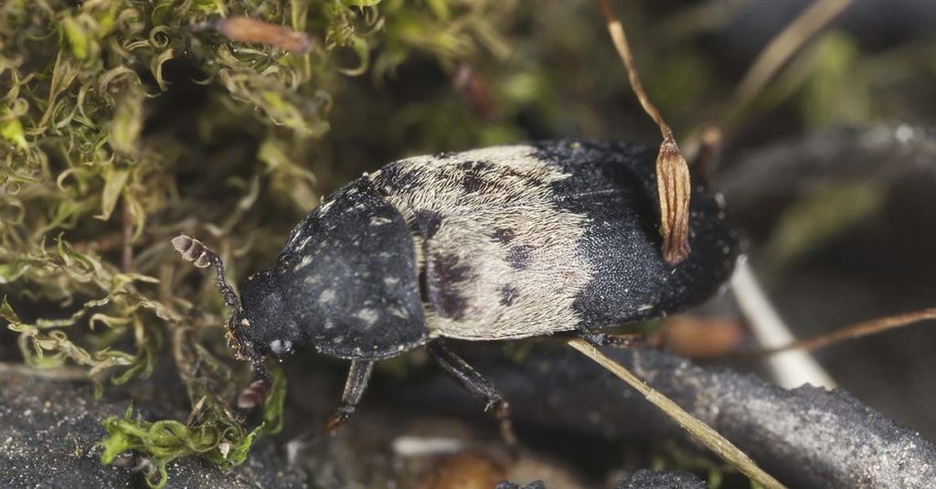 Nærbilde av fleskeklanner ute i naturen