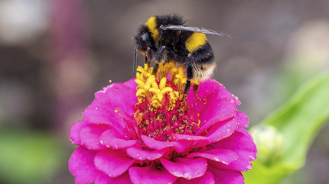 Nærbilde av hume på blomst