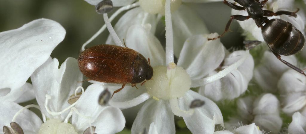 En brun pelsbille på en blomst.