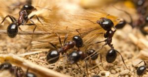 Arbeiderne til svart jordmaur er 3-5 mm lange og forekommer vanligvis i stort antall.