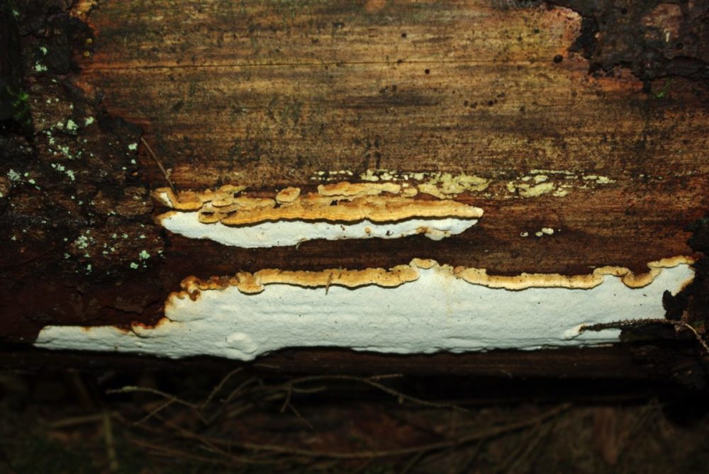 Rekkekjuke tilhører gruppen tømmersopp. Soppen danner ofte innvendige råtesoppskader hvor trematerialets overflate forblir intakt, mens de indre delene nedbrytes og danner karakteristiske små kubiske sprekkeklosser.