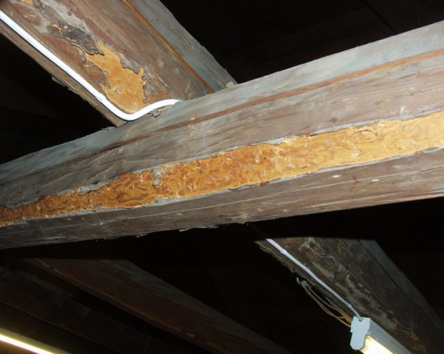 Bilde av lokale skader i bærende takkonstruksjon forårsaket av blåbukk.