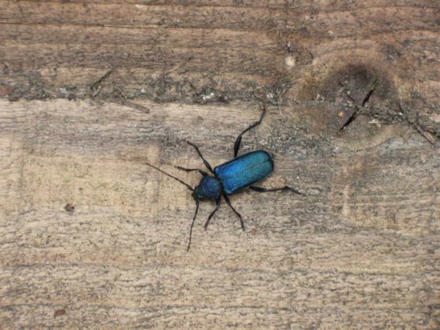 Bilde av billen blåbukk hvor man tydelig ser dens karakteristiske blåsvarte farge