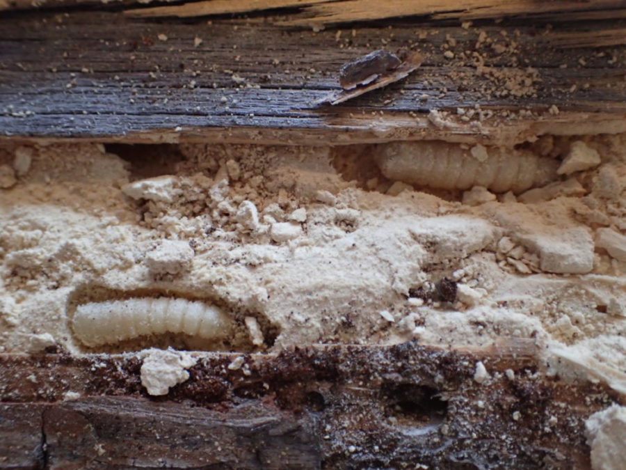 Aktivt husbukkangrep. Bilde viser både larve og boremel etter larvens aktivitet.
