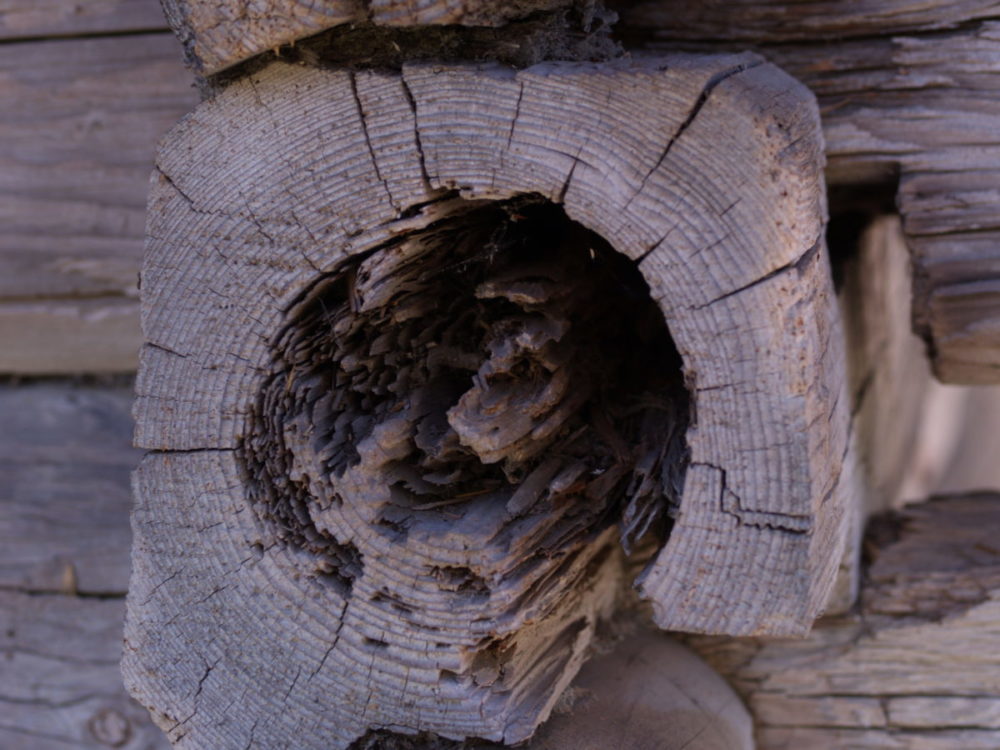 Viser innvendig skade i en tømmerstokk på grunn av stokkmaur. Stokken er nesten uthulet.
