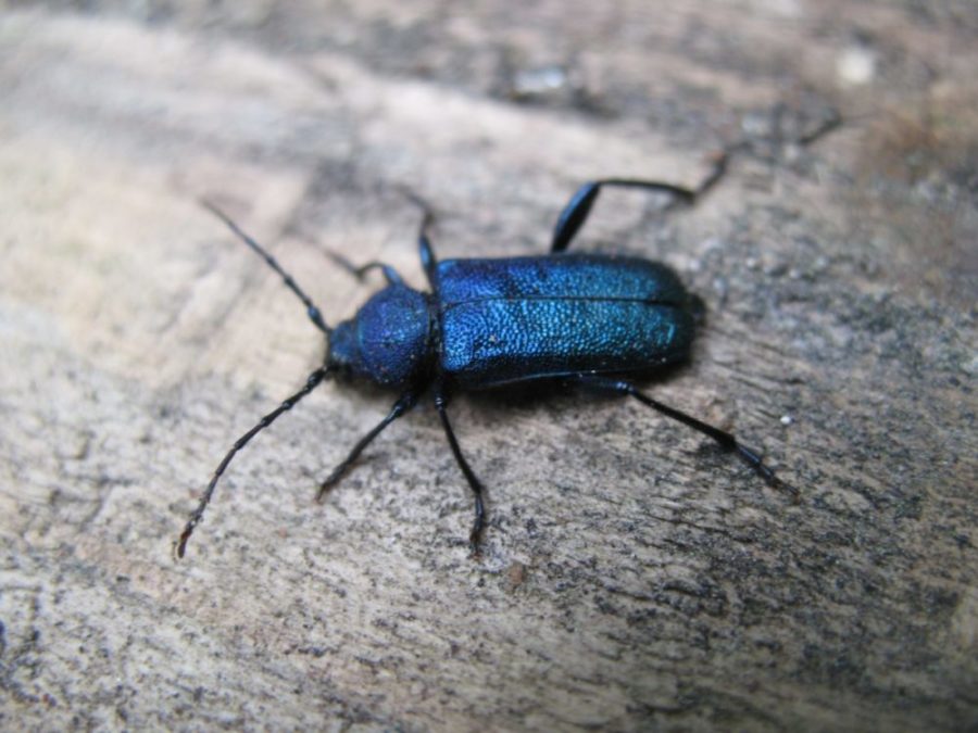 Nærbilde av blåbukken med dens karakteristiske blåsvarte farge.