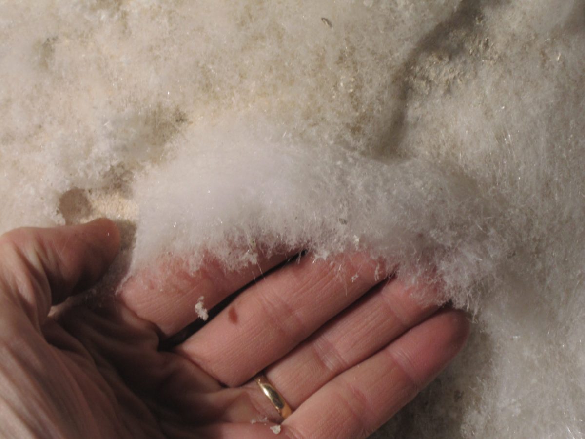 Viser bilde av stor forekomst av saltutslag. Ser ut som pulveraktig bomull.
