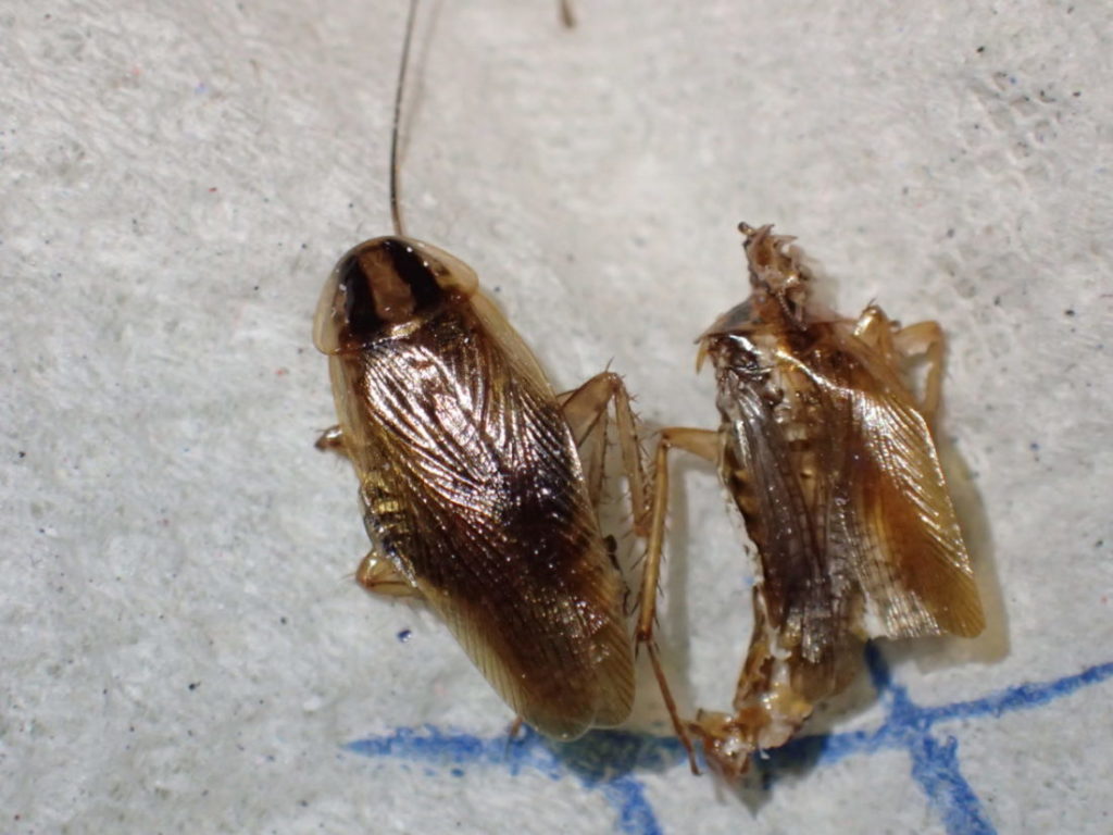 Tysk kakerlakk, nymfe og voksent individ.