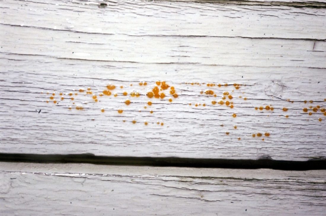 Tåresopp på fuktbelastet kledning. Blide viser små guloransje "blærer" som er et av kjennetegnene.