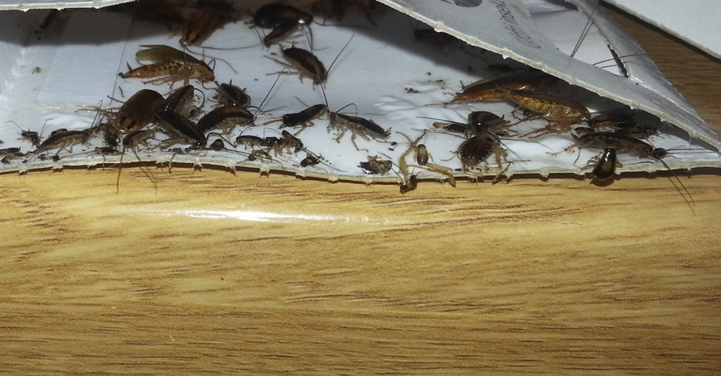 Kakerlakker i limfelle