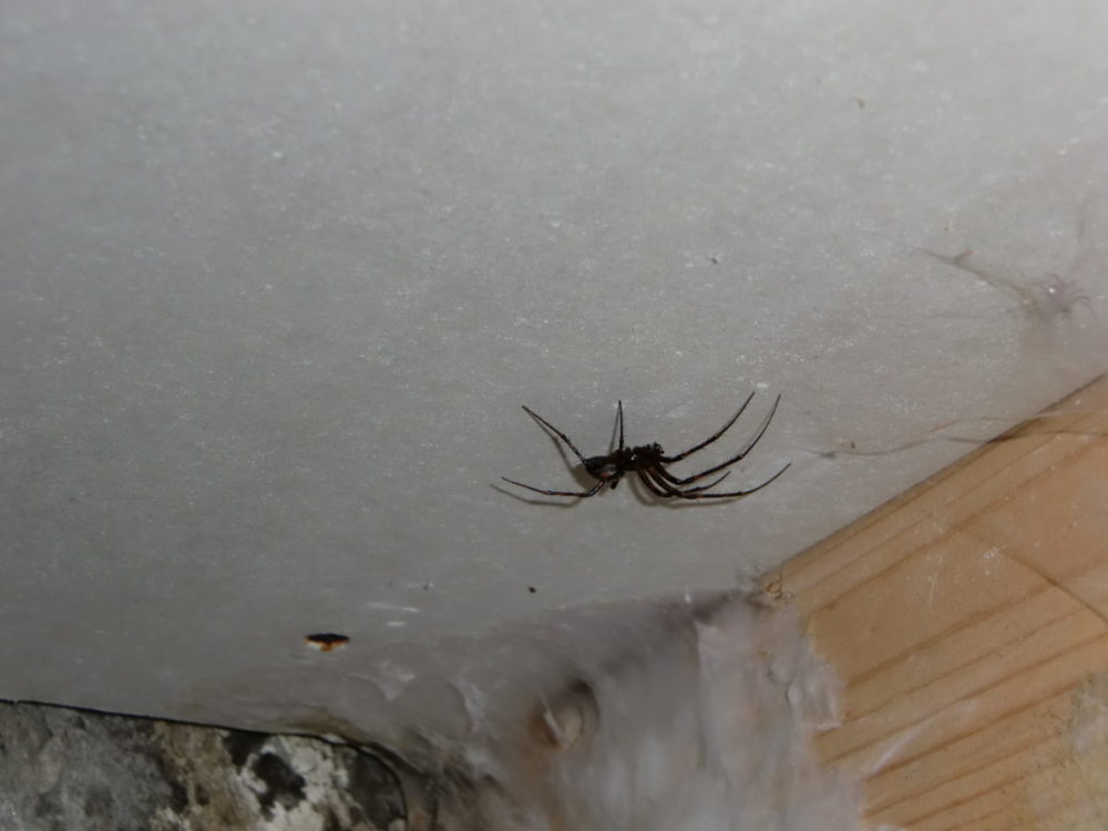 Høy fuktighet og godt livsgrunnlag for edderkopper.
