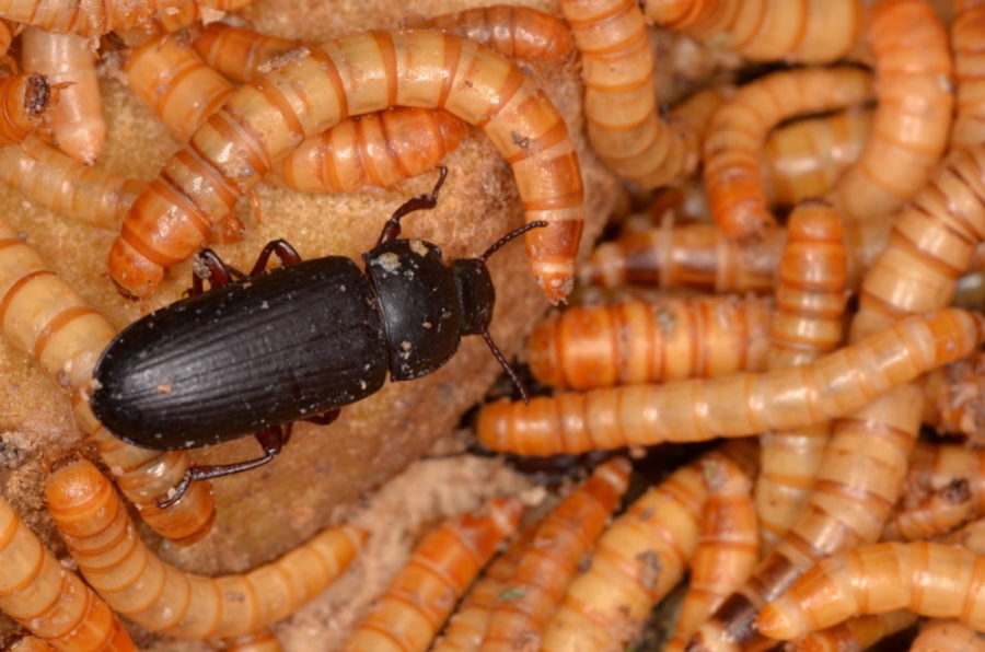 Som utvokste er larvene 10 mm. Hunnen legger normalt ca. 1000 egg i løpet av sin levetid.