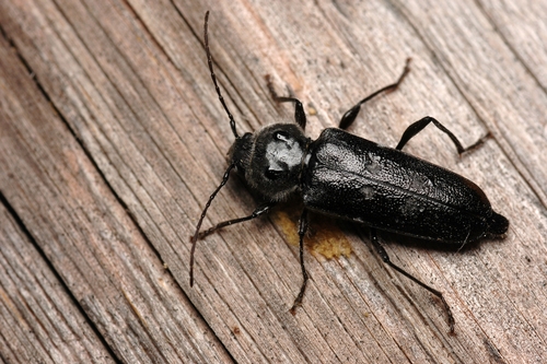 Den voksne billen er 8 -20 mm lang, svart eller brunsvart