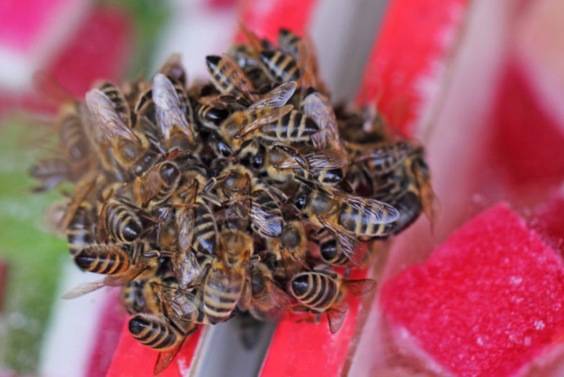 Bier er sosiale dyr og kan komme fygende og danne en klynge.