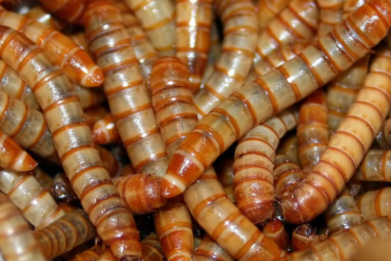 Nyklekkede larver til rismelbillen er ca. 1 mm, men kan bli opptil 6 mm.