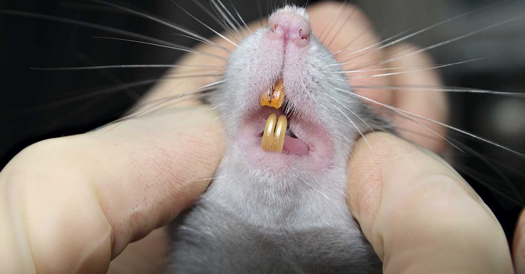 Nærbilde av rottas tenner
