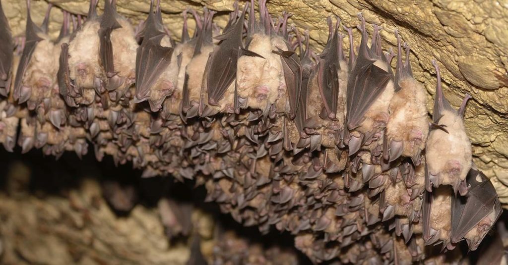 Sovende flaggermus i taket på grotte