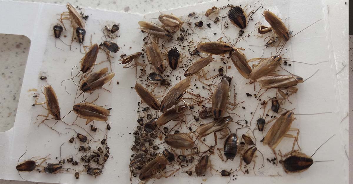 Masse kakerlakker i limfelle