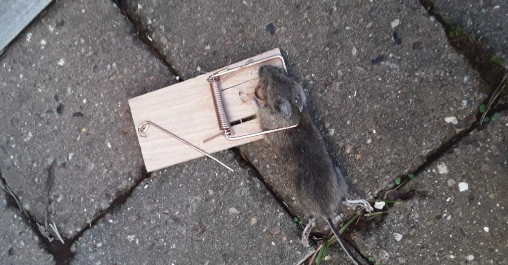 En mus i musefelle ute på heller