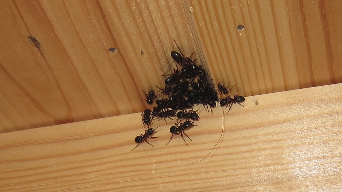Bilde av en samling sorte jordmaur i tak