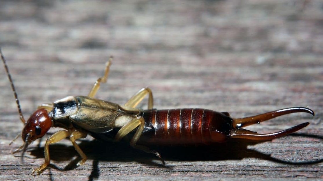 Saksedyr