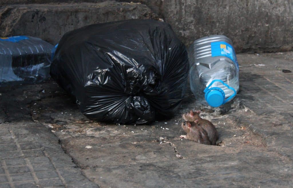 Rotter tiltrekkes søppel. Biolog i Norsk Hussopp Forsikring forklarer hvordan du unngår gnagere.