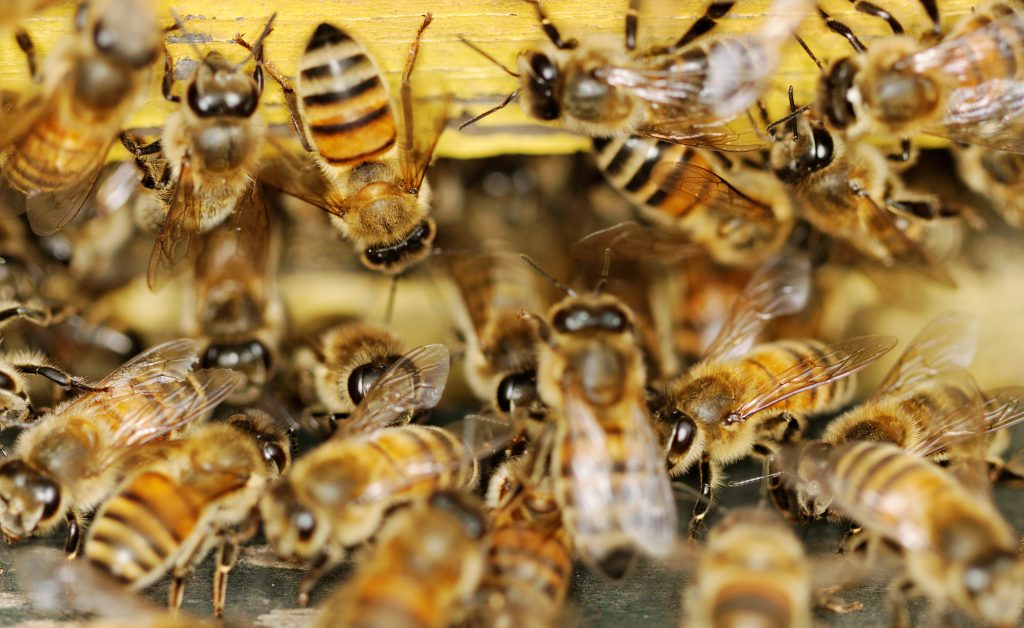 Nærbildet av en klynge med bier